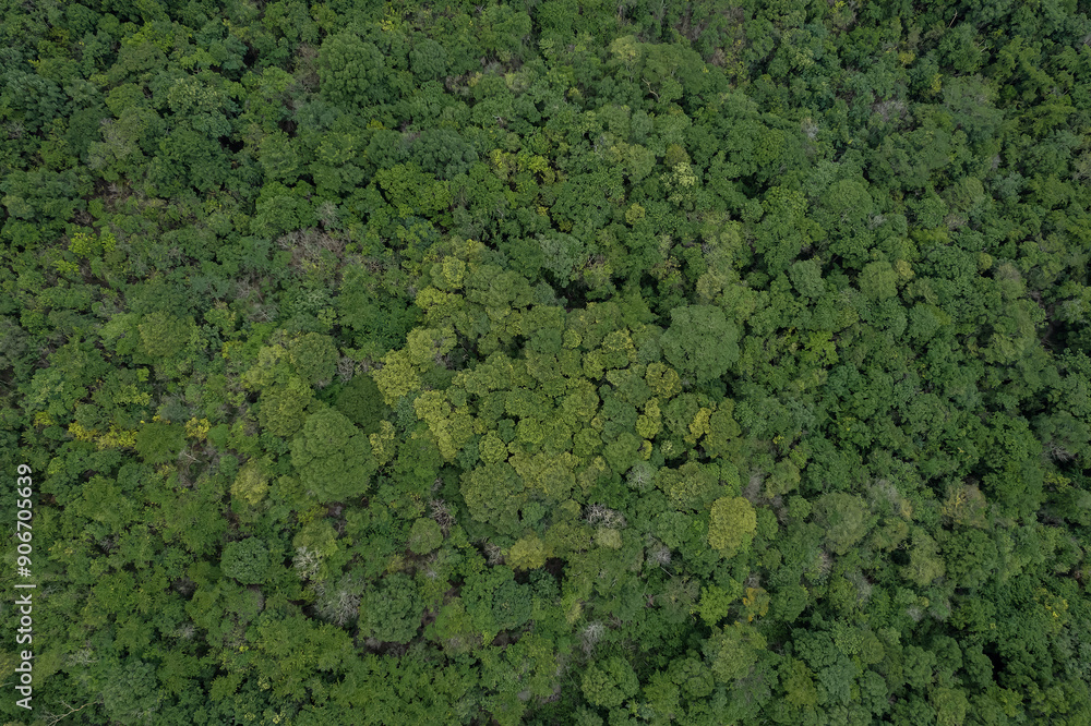 Obraz premium Beautiful aerial top view of green forest in rural Thailand.
