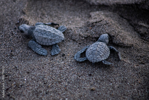 Freshly Hatched Olive Ridley Sea Turtles. Bay of Banderas, Jalisco, Mexico. photo