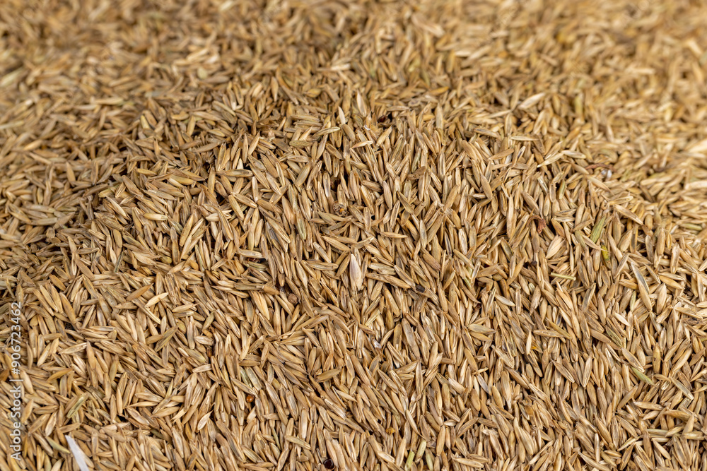 mixed seeds of perennial and annual grass for lawn mixed seeds of perennial and annual grass for lawn
