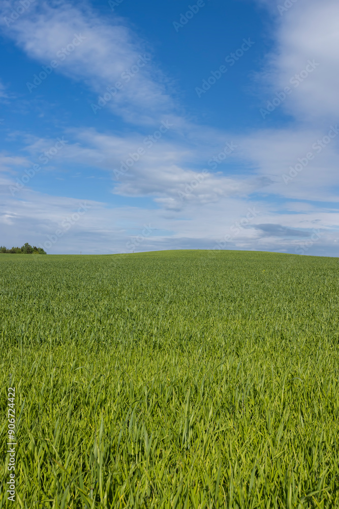 beautiful green wheat sprouts in sunny weather beautiful green wheat sprouts in sunny weather