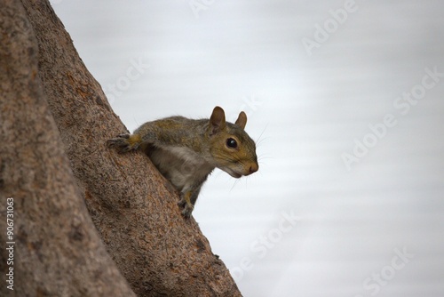 Photography squirrel on a tree