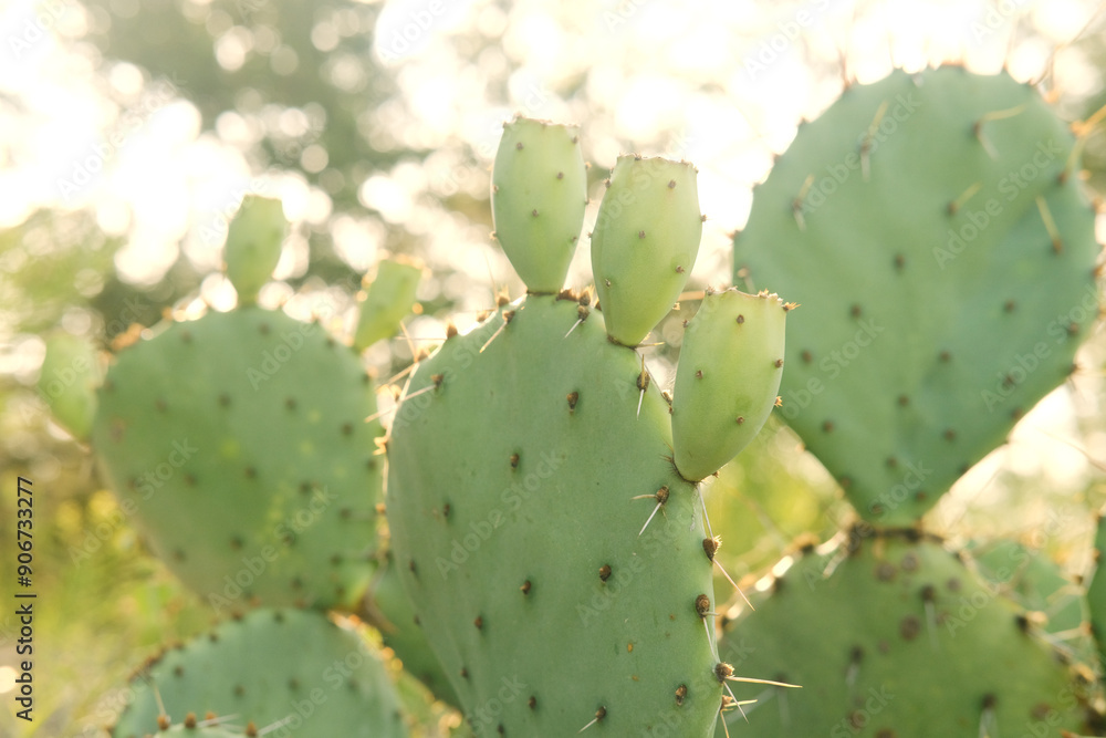 Prickly pear cactus closeup in Texas landscape during summer season, opuntia plant. Prickly pear cactus closeup in Texas landscape during summer season, opuntia plant.