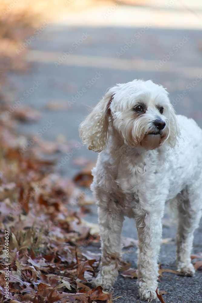Dog in the Leaves Dog in the Leaves