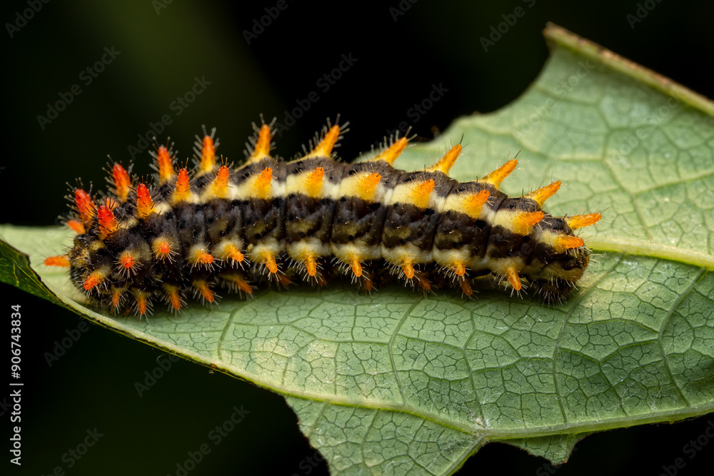 Fototapeta premium Eastern Festoon butterfly - Zerynthia cerisyi, caterpillar of beautiful colored Old World butterfly from Southeast European meadows and grasslands, Greece.