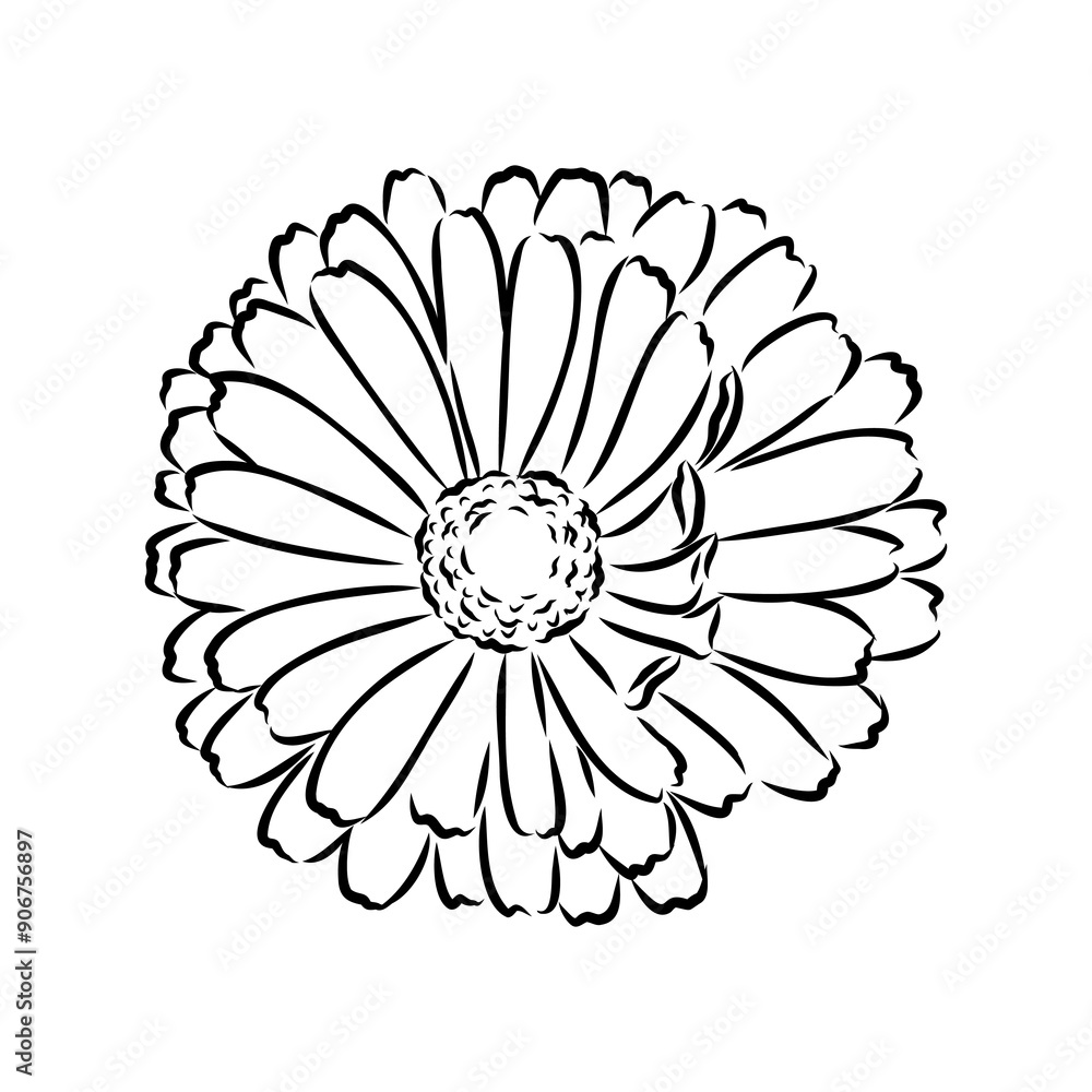 Hand drawn flowers - Calendula officinalis or pot marigold. Ink style drawing Hand drawn flowers - Calendula officinalis or pot marigold. Ink style drawing
