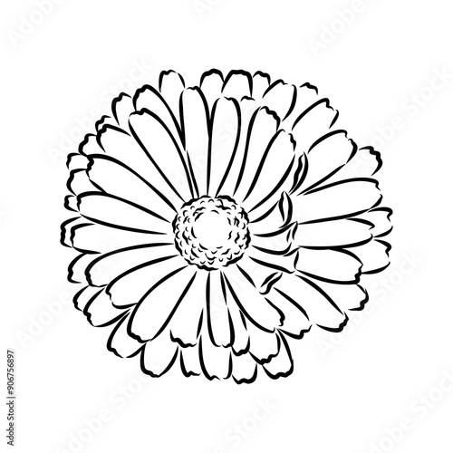 Hand drawn flowers - Calendula officinalis or pot marigold. Ink style drawing