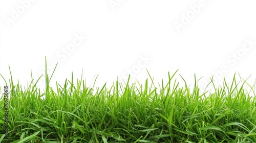 Lush Green Grass Blades Against a White Background