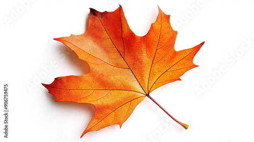 one single orange autumn fall maple leaf isolated on white background