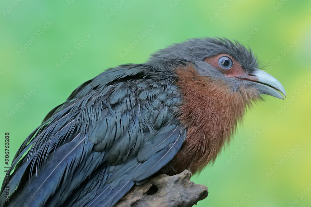Fototapeta premium A young chestnut-breasted malkoha hunts for small insects on a rotting tree trunk. This beautifully colored bird has the scientific name Phaenicophaeus curvirostris.