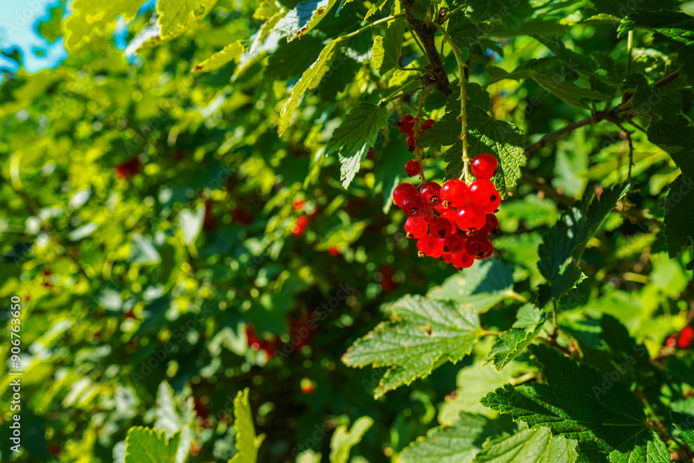 Obraz premium Red currant bush branch in garden at sunset. Red currant bush on a farmer's field in the village. Currant on sunrise in countryside. Rural landscape.