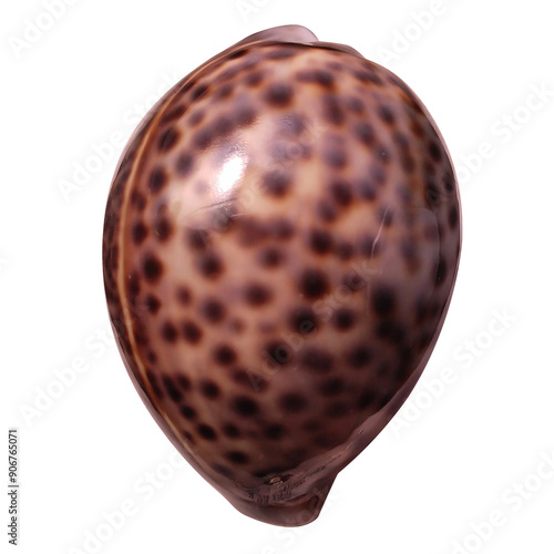 Fotografie Tiger cowrie shell with beautiful spotted pattern isolated on transparent background
