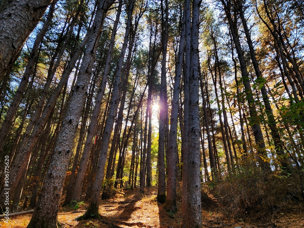 Obraz premium Pinewood forest in sunrise. sun shining in spruce forest in the summer. Pale light breaking through the fog in a forest