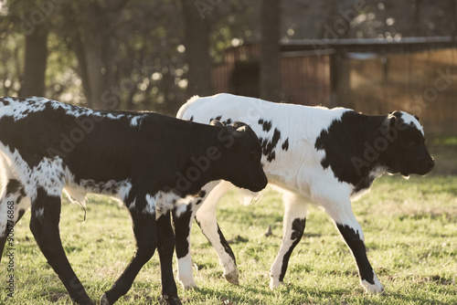 Spotted crossbred calves on cow farm in Texas ranch field closeup.