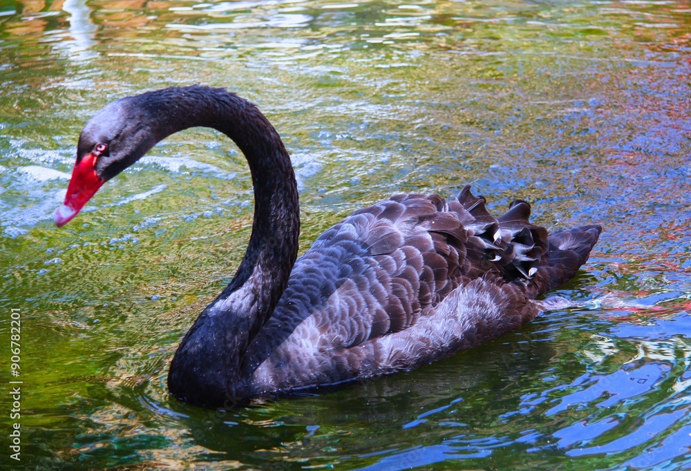 Obraz premium black swan on the lake