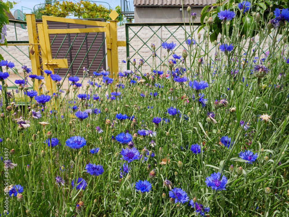 Lush blue basilisk cornflowers growing thickly in front of yellow metal wicket door and cottage house on the background.