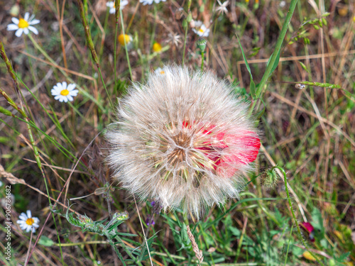 Closeup of a big goats beard flower (Tragopogon pratensis) growing in a meadow in the countryside. photo