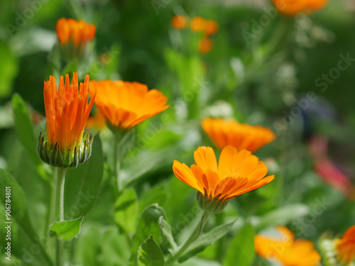 Closeup of bright orange marigold calendula flowers growing in a garden on a sunny day. Water hose on the background.