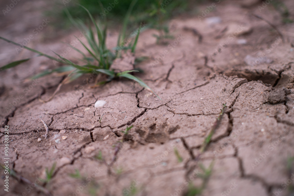 Raccoon Print in soil in the ground Raccoon Print in soil in the ground