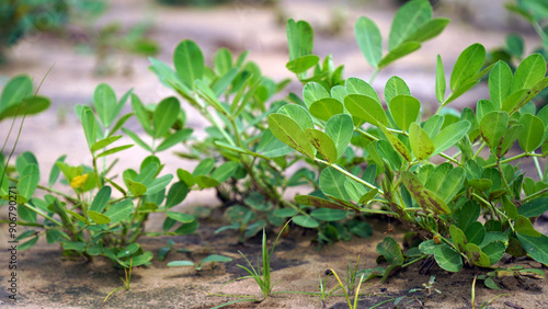 peanut, also known as the groundnut, goober, pindar, or monkey nut, and taxonomically classified as Arachis hypogaea, is a legume crop grown mainly for its edible seeds in the Indian village photo