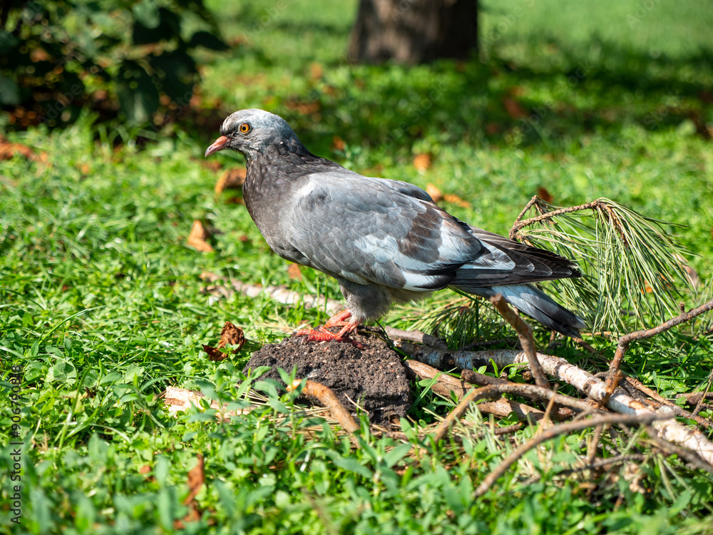 Closeup of a grey pigeon staying on a stone near pine tree branch on green grass at the bright sunlight rays. Warm sunny day outdoors.