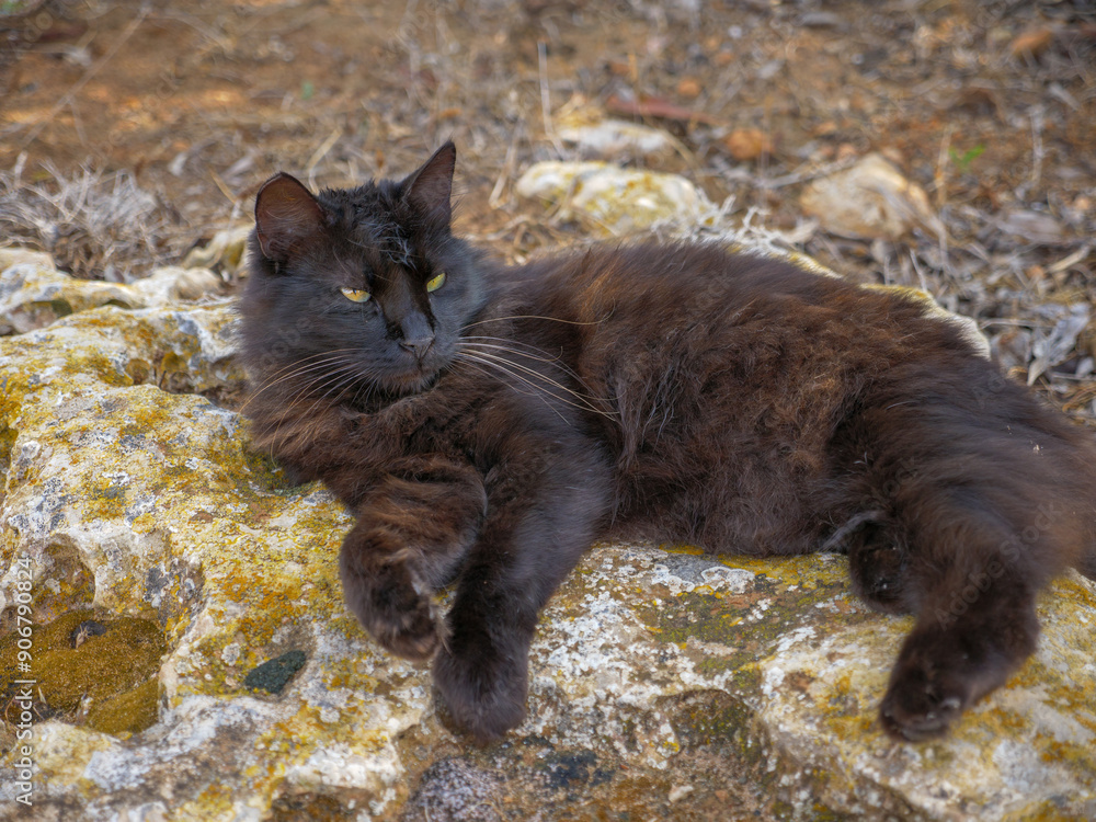 Black and brown fluffy long-haired alley moggy cat resting on rocks near sea in Ayia Napa, Cyprus.
