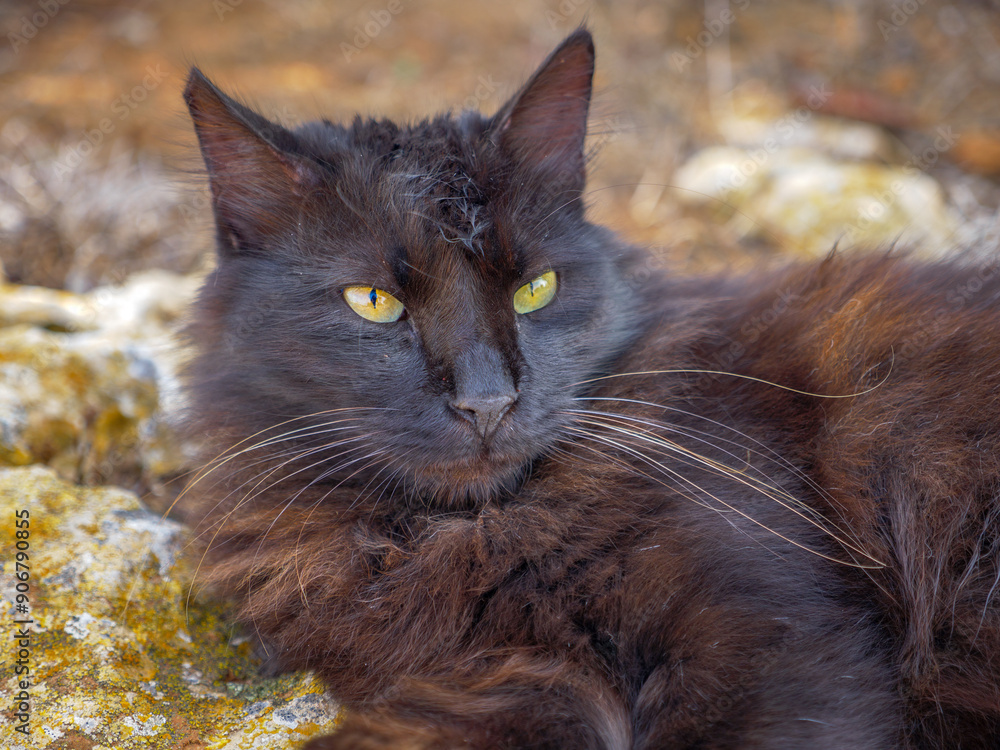 Non-pedigree tabby black and brown fluffy long-haired cat with beautiful green eyes and long grey whiskers lying calmly on mossy rocks near the Mediterranean sea. Lazy cat near Nissi beach in Ayia Nap