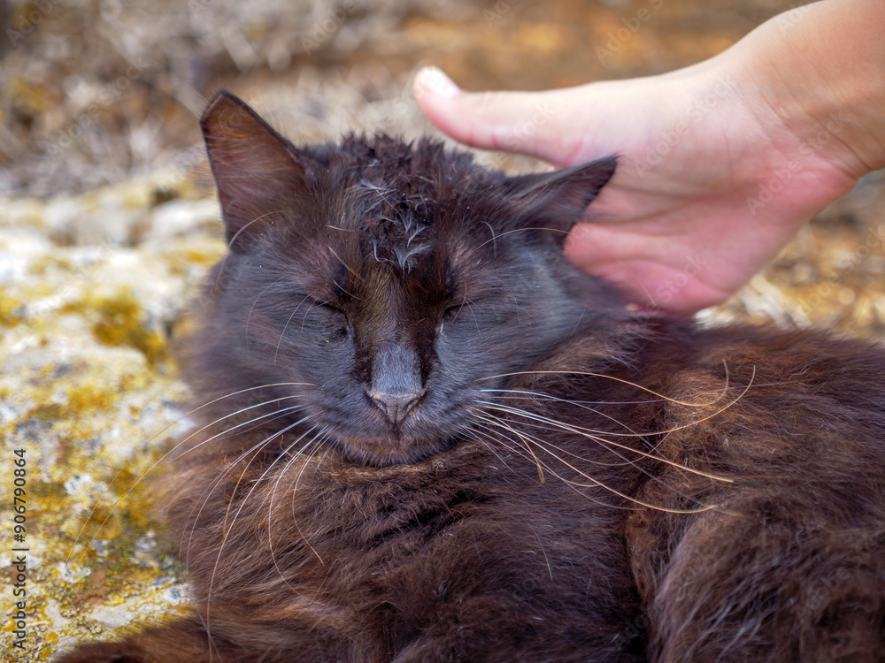 Hand stroking a non-pedigree tabby black and brown fluffy long-haired cat with closed eyes lying calmly on mossy rocks near the Mediterranean sea. Lazy cat near Nissi beach in Ayia Napa, Cyprus.