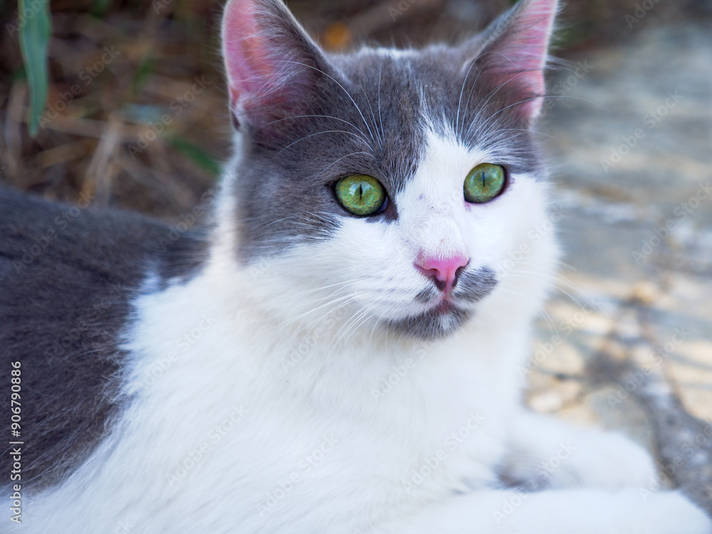 Closeup portrait of a beautiful non-pedigree tabby white and grey cat with bright green eyes and pink ears and nose having rest outdoors.