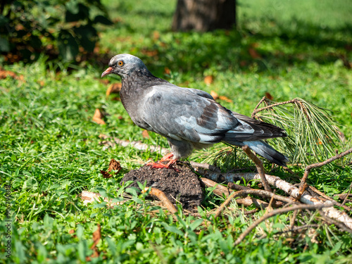Obraz na płótnie Closeup of a grey pigeon staying on a stone near pine tree branch on green grass at the bright sunlight rays. Warm sunny day outdoors. w salonie