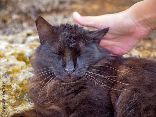 Obraz na płótnie Hand stroking a non-pedigree tabby black and brown fluffy long-haired cat with closed eyes lying calmly on mossy rocks near the Mediterranean sea. Lazy cat near Nissi beach in Ayia Napa, Cyprus. w salonie