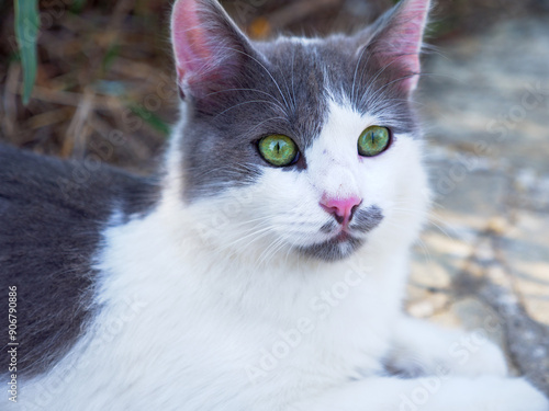 Obraz na płótnie Closeup portrait of a beautiful non-pedigree tabby white and grey cat with bright green eyes and pink ears and nose having rest outdoors. w salonie