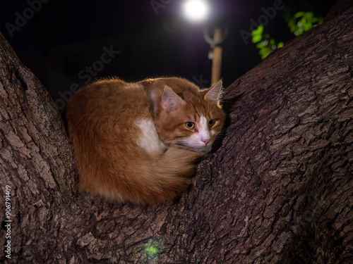 Non-pedigree tabby bright red colored gorgeous cat curl up in a ball between two branches of a tree outdoors in the evening.