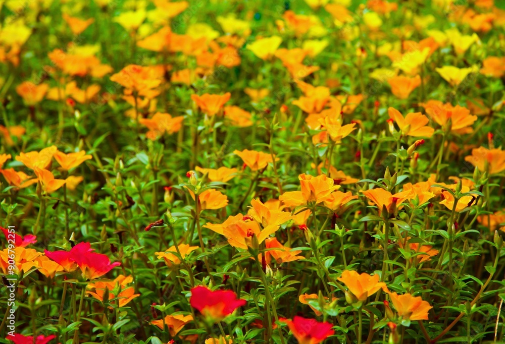 buautiful flowers in the garden buautiful flowers in the garden