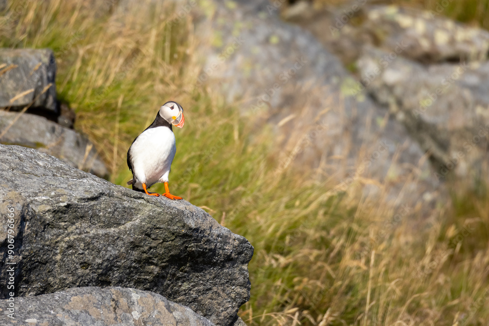 Fototapeta premium Atlantic Puffin at Runde in Norway