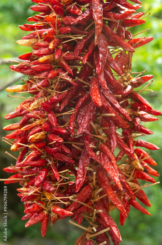 A string of dried red peppers in garden closeup A string of dried red peppers in garden closeup