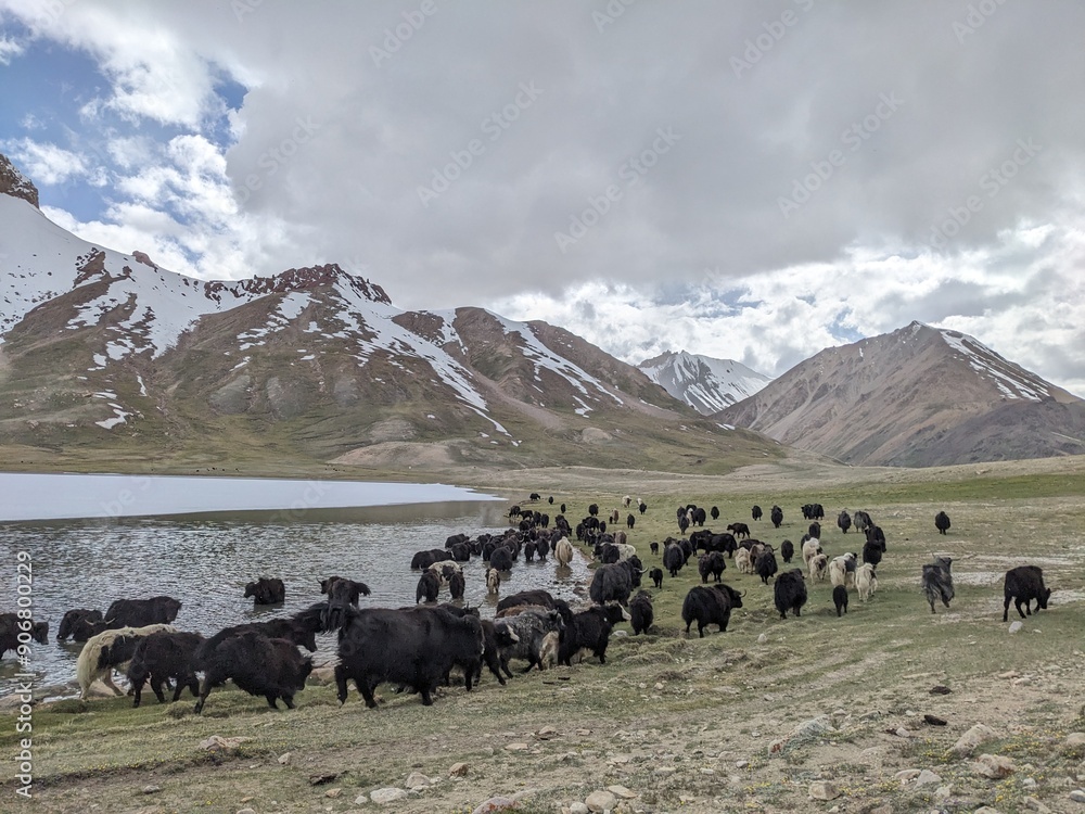 Beautiful Yaks in the Pamir Mountains. Shimshal Valley is a remote and breathtakingly beautiful area known for its high-altitude landscapes, rugged mountains, and pristine natural environment.