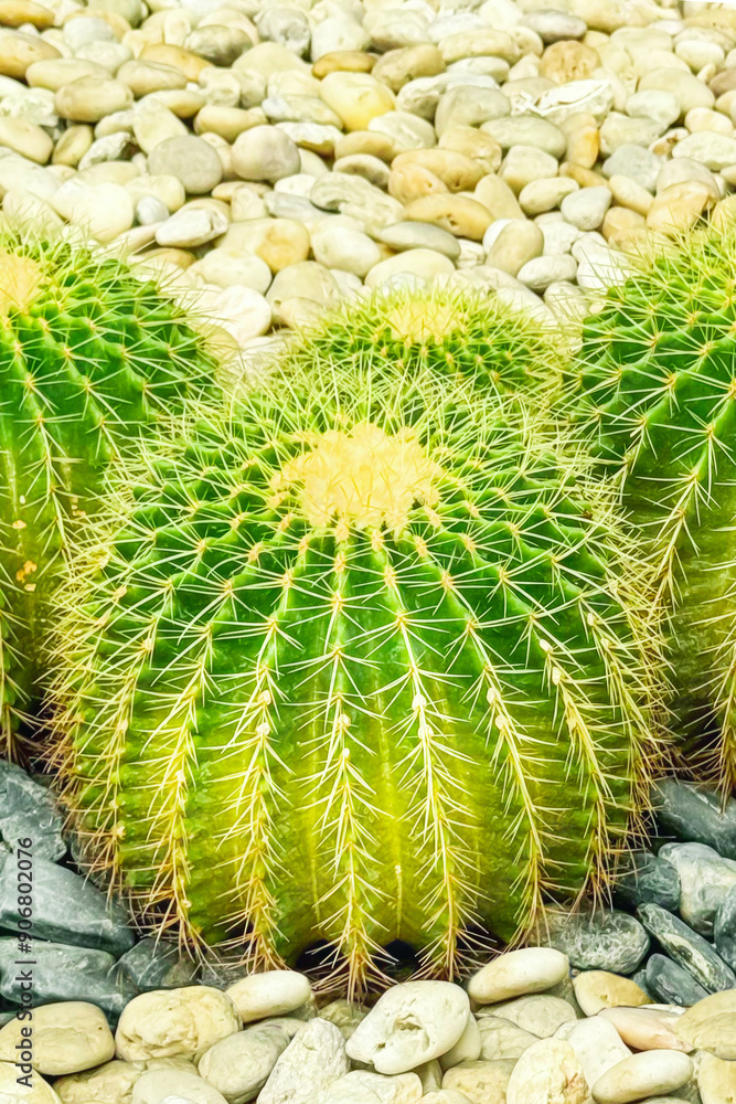 Vibrant green barrel cacti, symmetrically arranged among smooth pebbles, embody the growing trend in sustainable xeriscaping, appealing for their low water needs and sculptural beauty. Vertical format Vibrant green barrel cacti, symmetrically arranged among smooth pebbles, embody the growing trend in sustainable xeriscaping, appealing for their low water needs and sculptural beauty. Vertical format