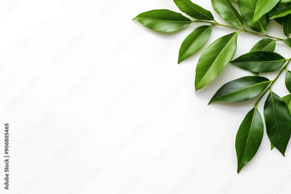 A leafy green plant with a white background. The leaves are arranged in a way that creates a sense of movement and flow. The image conveys a feeling of freshness and vitality A leafy green plant with a white background. The leaves are arranged in a way that creates a sense of movement and flow. The image conveys a feeling of freshness and vitality