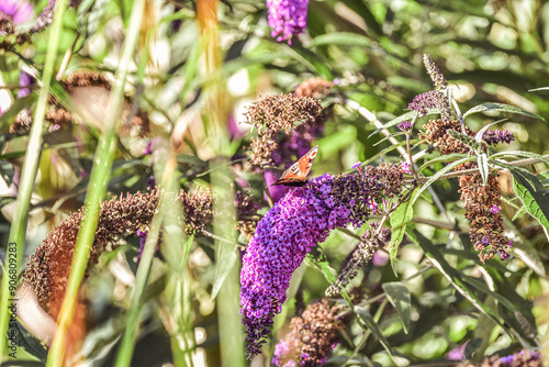 butterfly in the garden photo