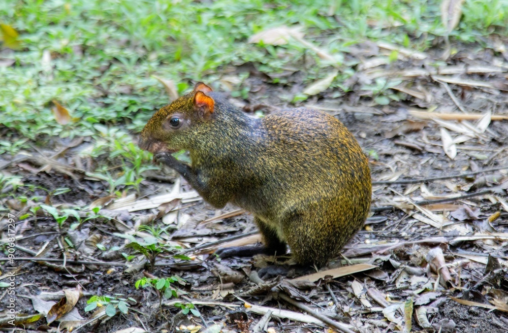 An Agouti, rodent related to guinea pigs, common in Middle and South America, Ecuador, South America An Agouti, rodent related to guinea pigs, common in Middle and South America, Ecuador, South America