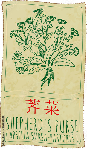 Vector drawing SHEPHERD'S PURSE  in Chinese. Hand drawn illustration. Latin name is CAPSELLA BURSA-PASTORIS L.
