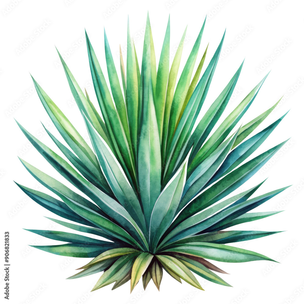 Fototapeta premium Watercolor clipart tropical yucca leaves, spiky and bold, hand-painted, transparent background