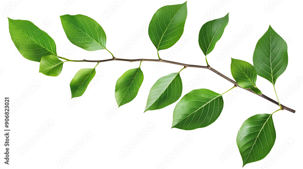A green leafy branch with a white background A green leafy branch with a white background