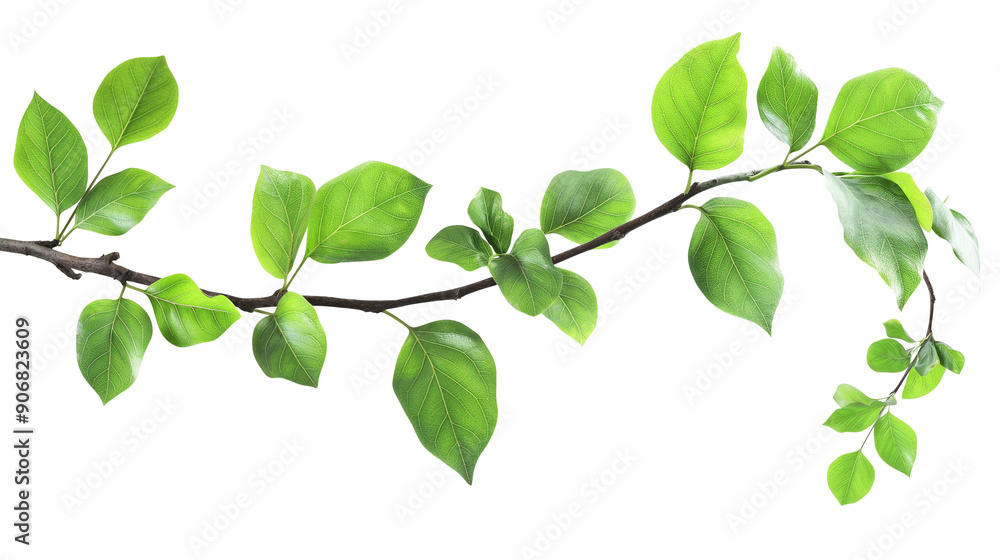A green leafy branch with a white background A green leafy branch with a white background