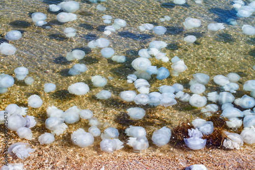 Obraz na plátně invasion of jellyfish on seashore