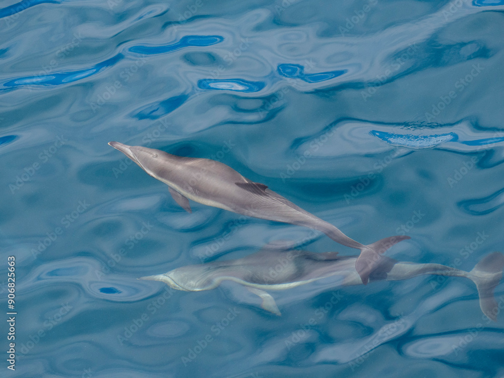 A pair of long-beaked common dolphins (Delphinus capensis), surfacing off Gorda Banks, Baja California Sur, Mexico, North America A pair of long-beaked common dolphins (Delphinus capensis), surfacing off Gorda Banks, Baja California Sur, Mexico, North America