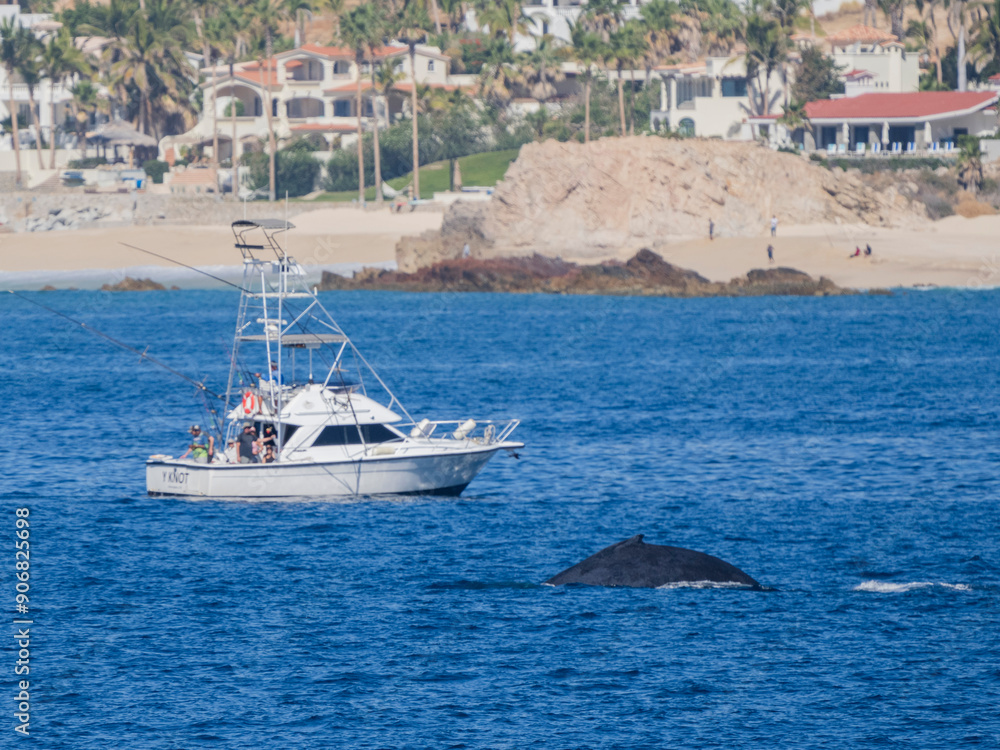 Humpback whale (Megaptera novaeangliae), near fishing boat, San Jose del Cabo, Baja California Sur, Mexico, North America Humpback whale (Megaptera novaeangliae), near fishing boat, San Jose del Cabo, Baja California Sur, Mexico, North America