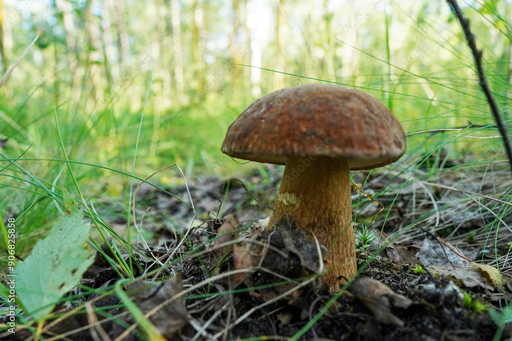 Mushroom in mushrooming season in wild. Bolete mushrooms in the forest. Boletus Edulis Porcini. Edible mushroom that grows in forest. White Mushroom. Edible Big Boletus mushroom at woodland. Mushroom in mushrooming season in wild. Bolete mushrooms in the forest. Boletus Edulis Porcini. Edible mushroom that grows in forest. White Mushroom. Edible Big Boletus mushroom at woodland.