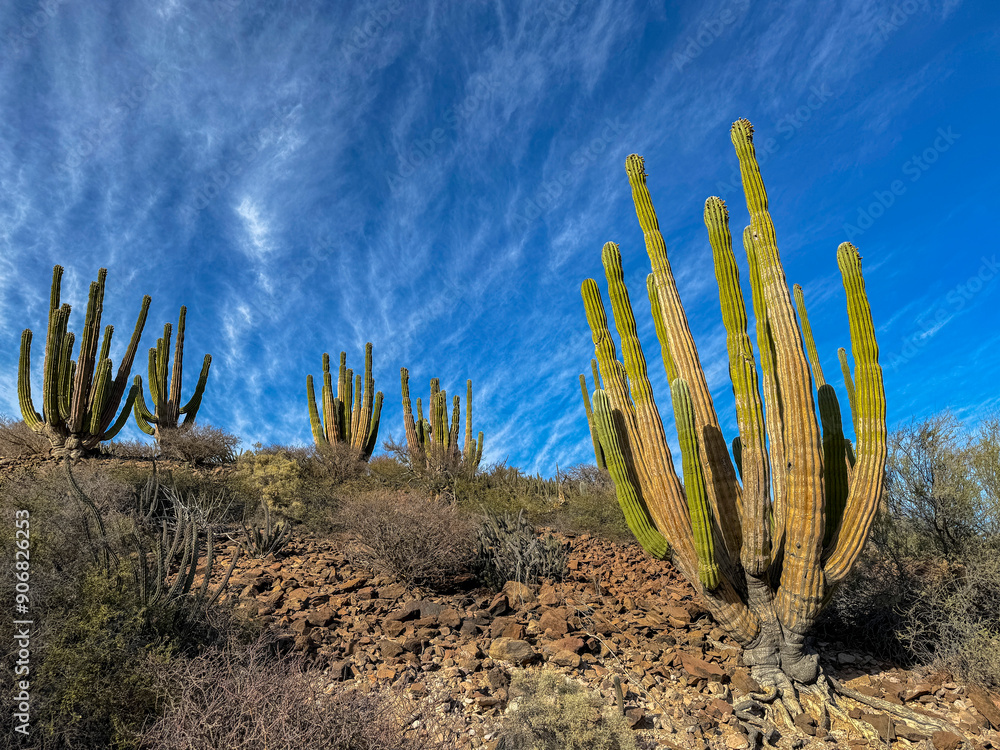 Mexican giant cardon (Pachycereus pringlei), on Isla San Esteban, Baja California, Sea of Cortez, Mexico, North America