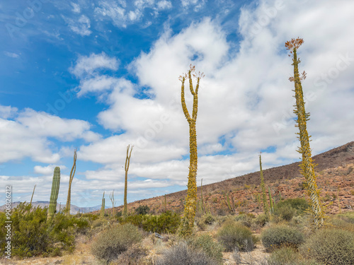 Boojum tree (Fouquieria columnaris), just outside Bahia de los Angeles, Baja California, Sea of Cortez, Mexico, North America photo